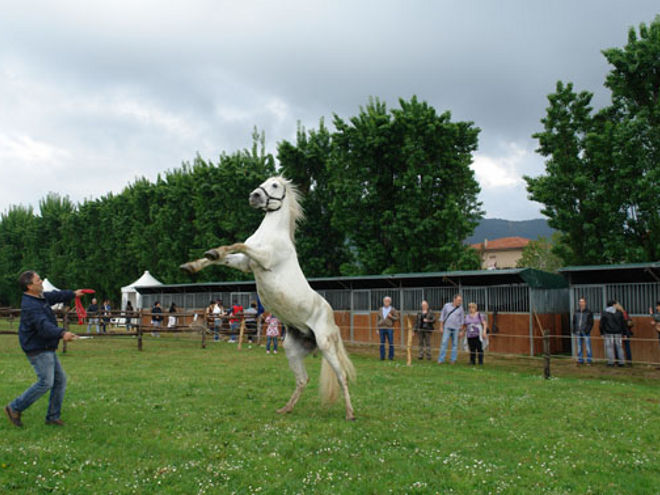 agrifiera